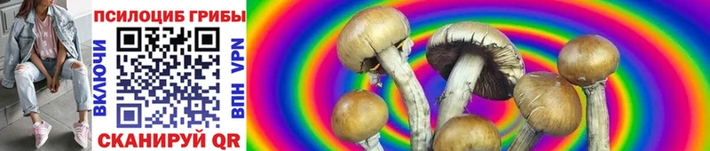 Галлюциногенные грибы Psilocybine cubensis  Тулун 